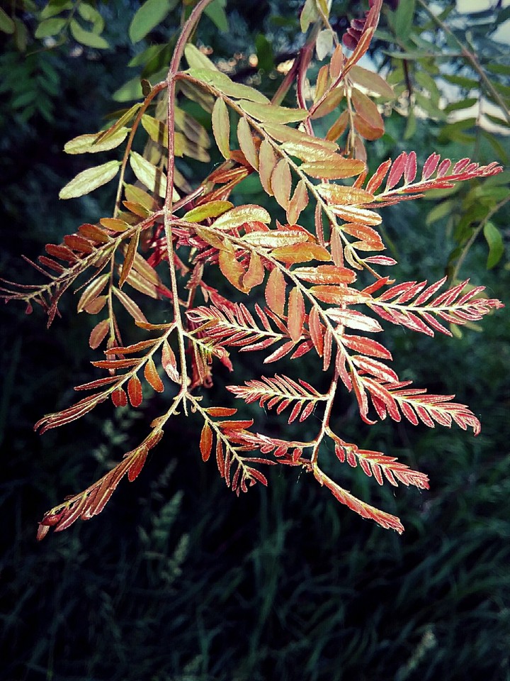 tree