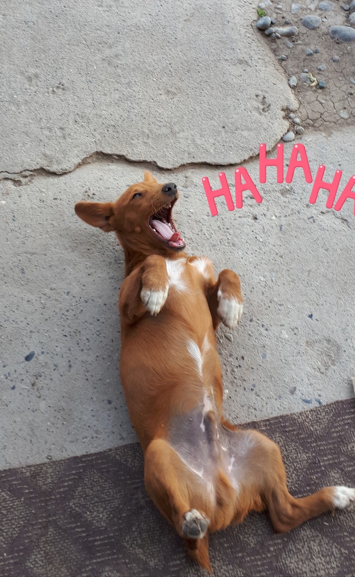 dog