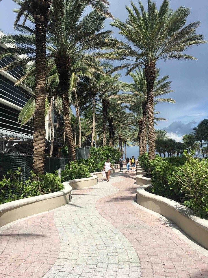 Palms