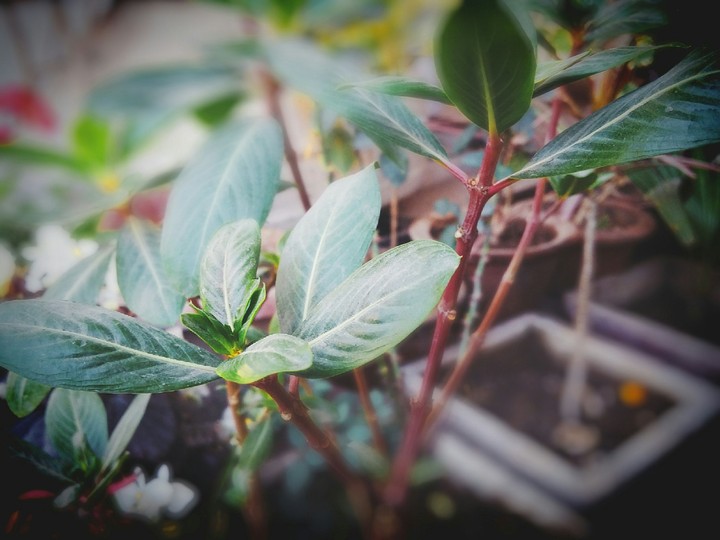 leAf
