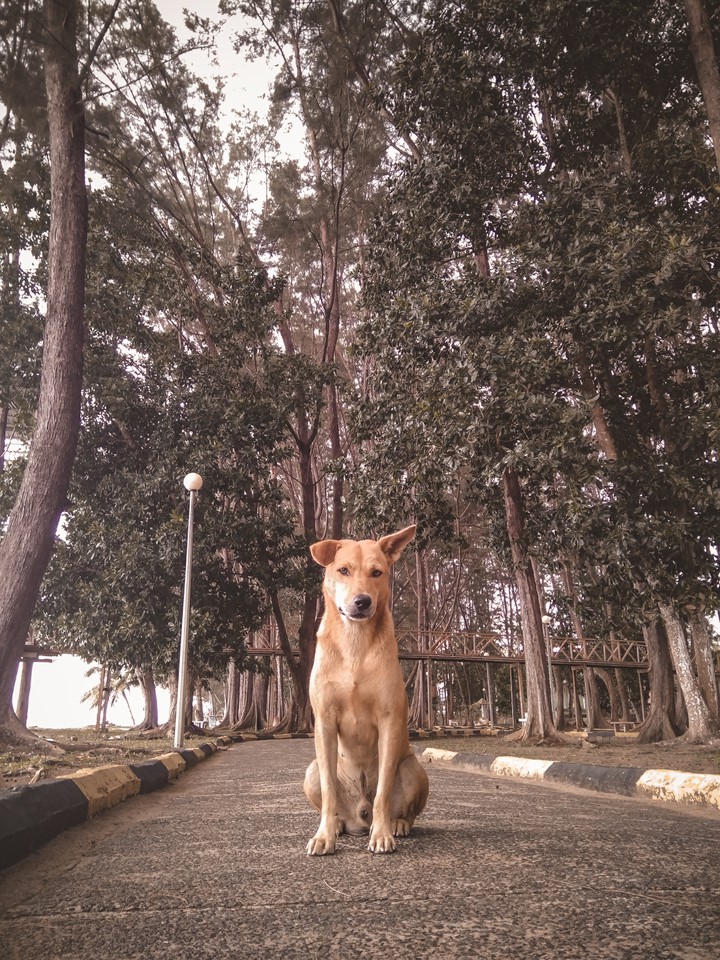 Good boy