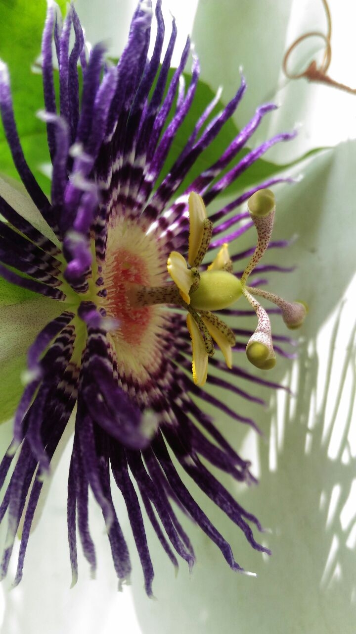 passion flower