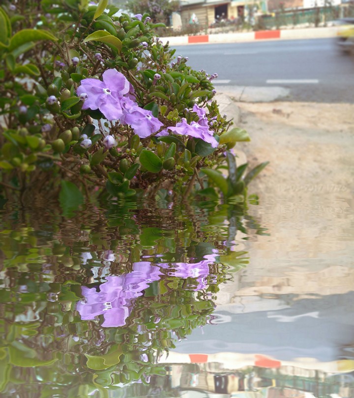 DaLat