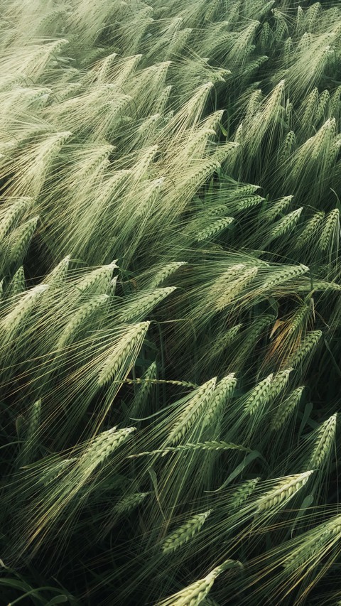 ταπετσαρίες Barley, wind
