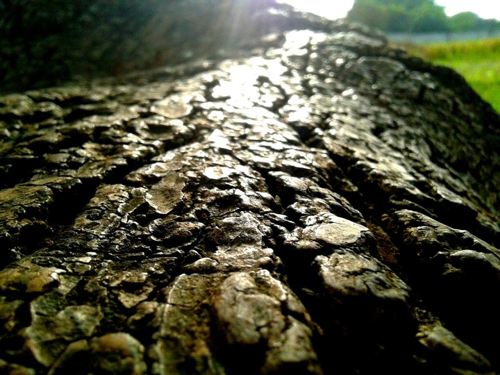 Wood Cracks
