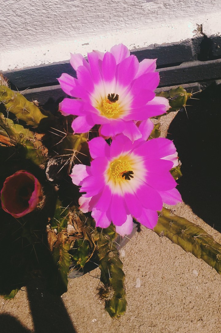 flor de cactus
