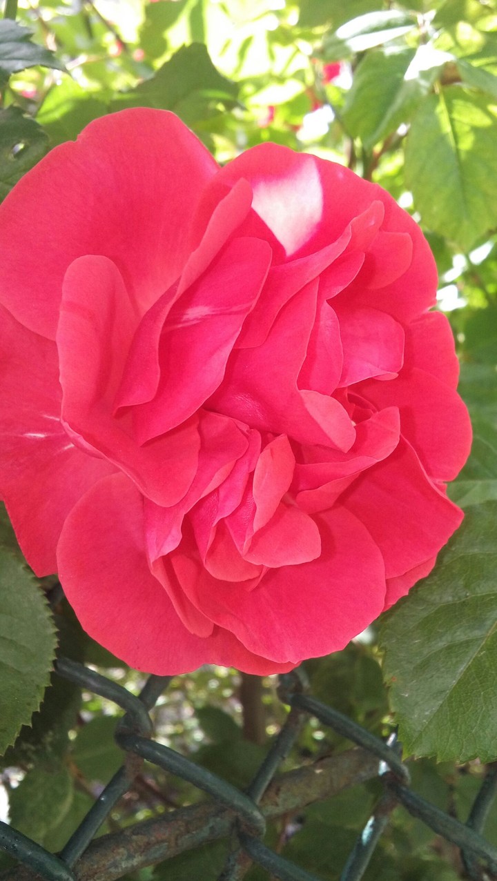 red flower