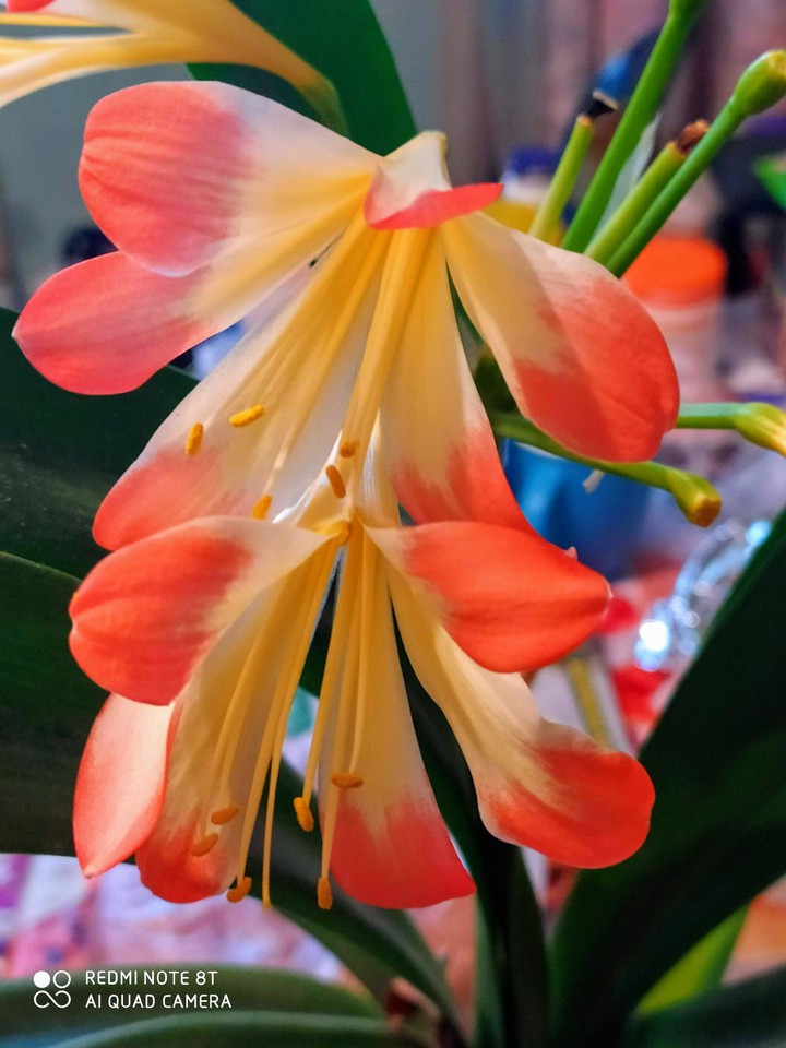 Flower2