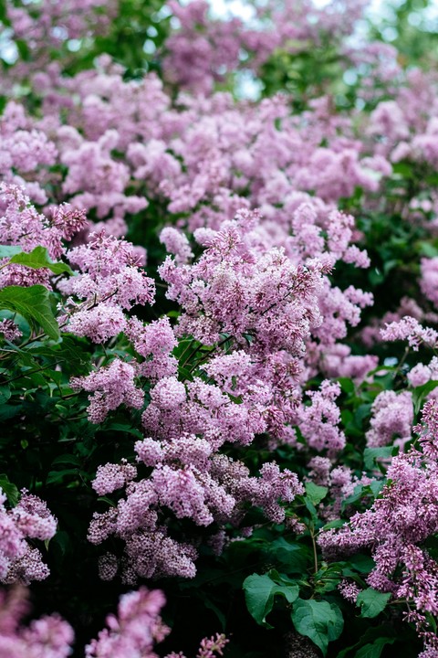 lilac, pink वॉलपेपर