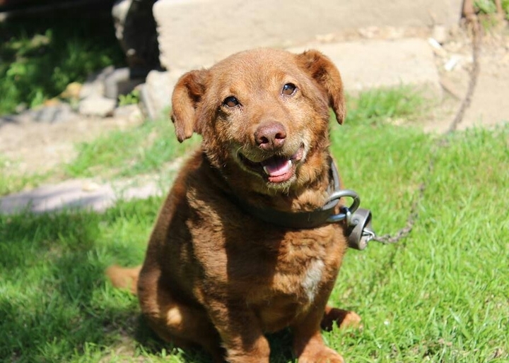 Dog