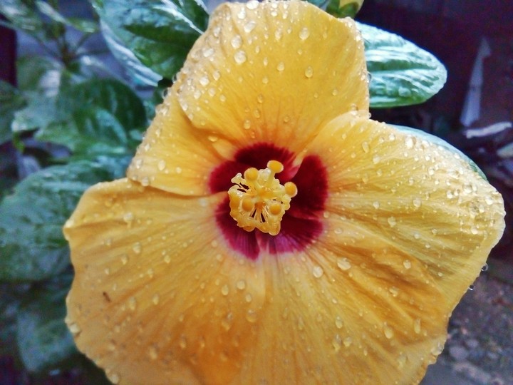 bloom