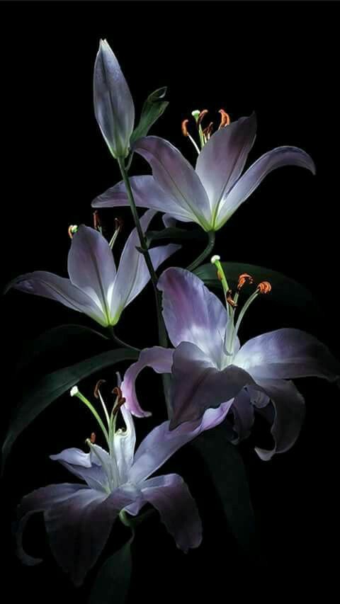 Mystery of beauty