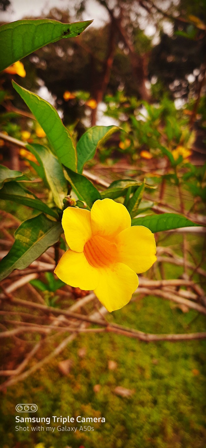 flower