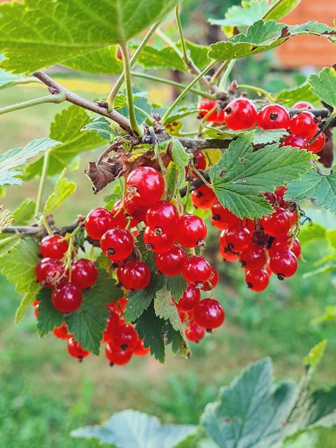 fruit, berry wallpapers