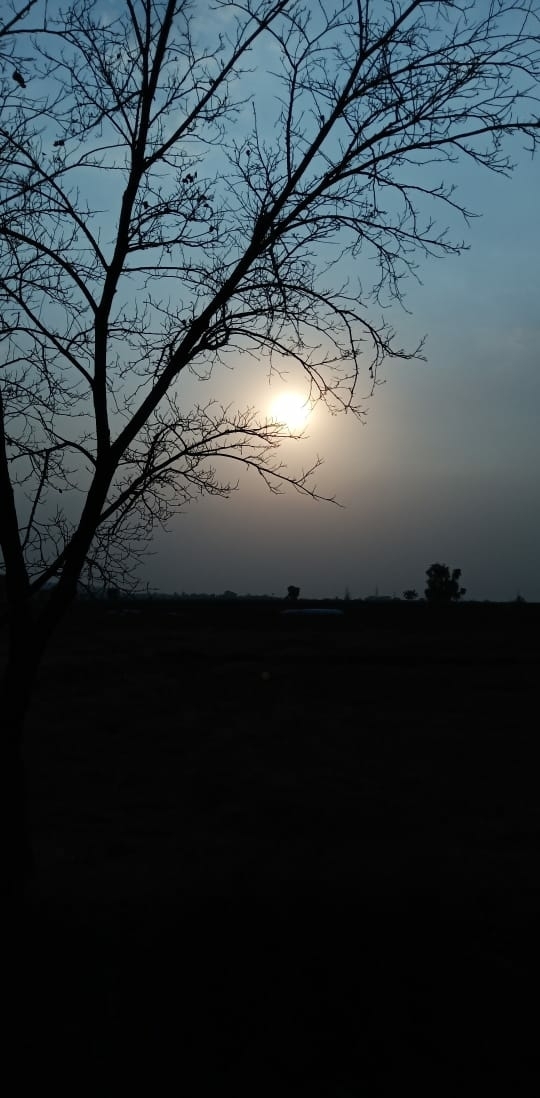 sun and tree