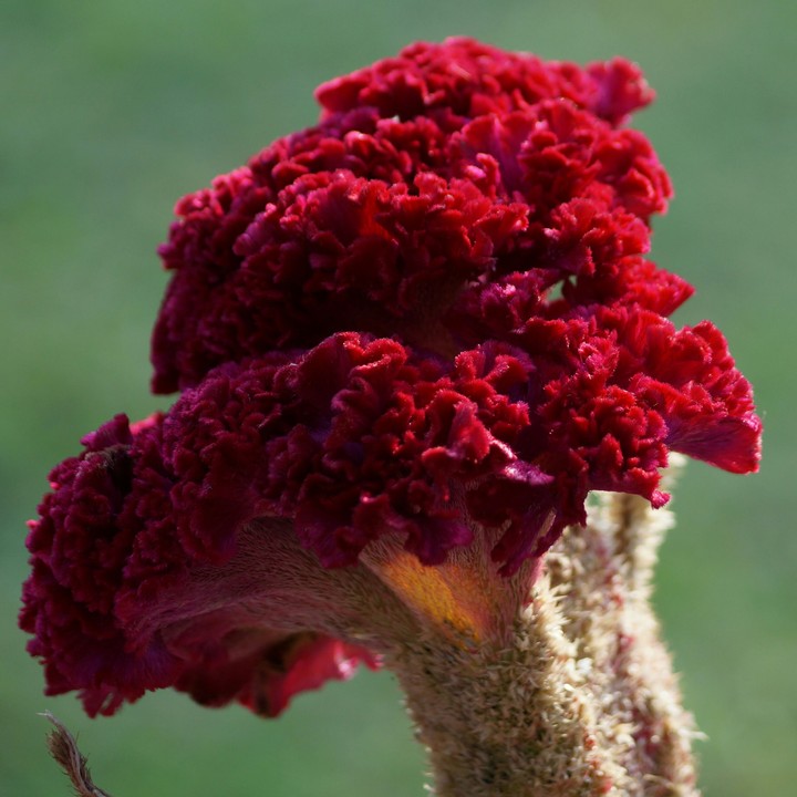 Red flowers
