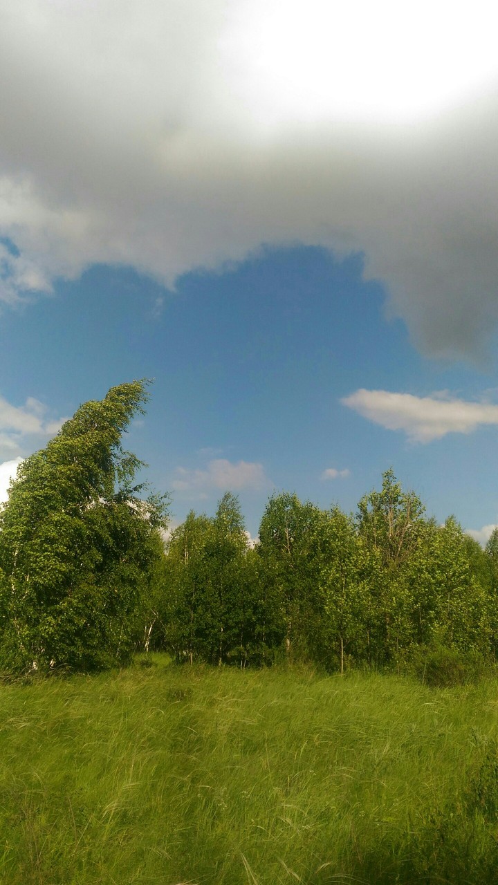Лес