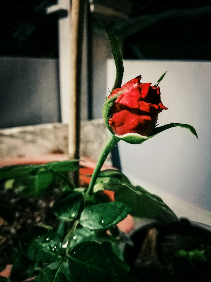 Little Rose
