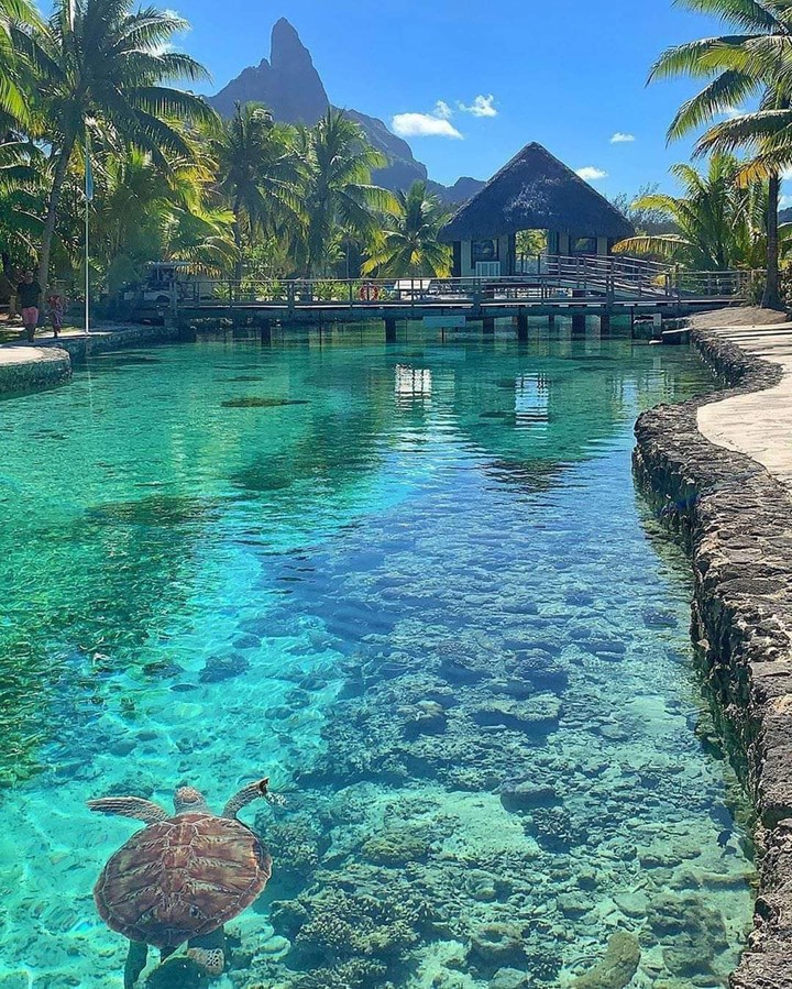 turt-sea-palm