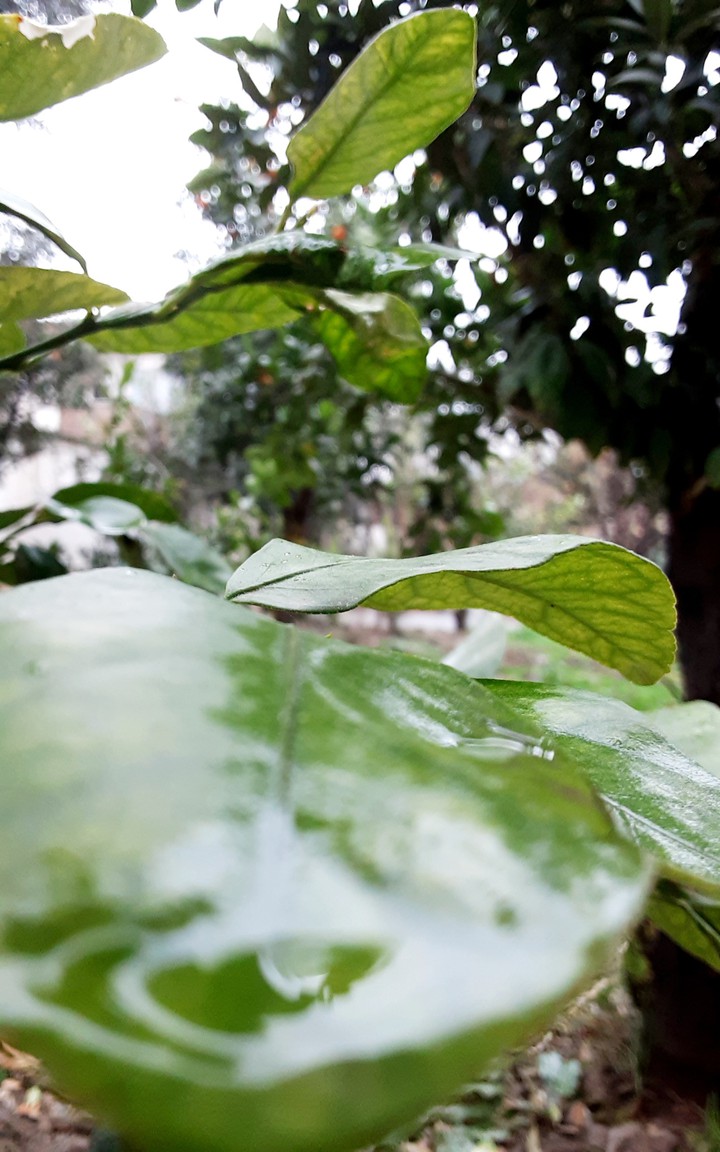 leaf