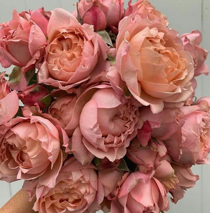 roses