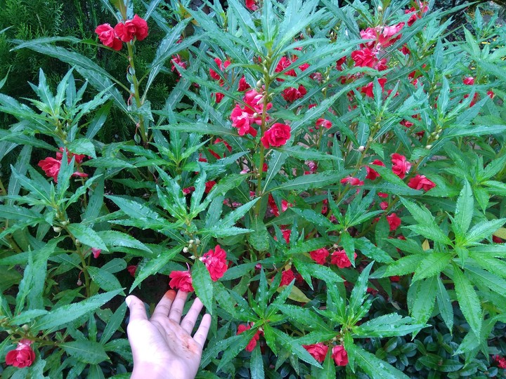 flowers