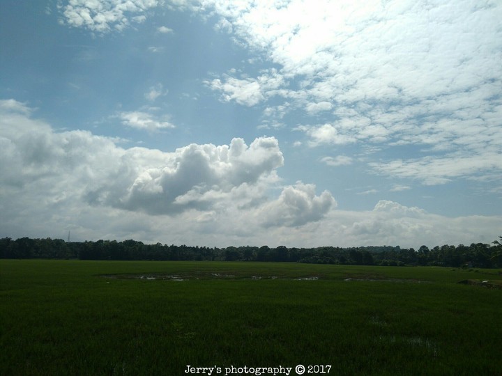 Grass Field