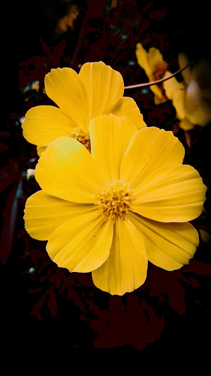 flower