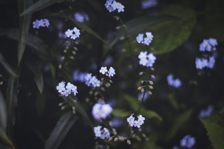 blue flowers