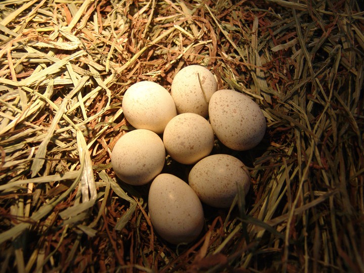 Egg