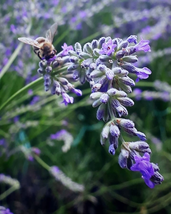 lavanda