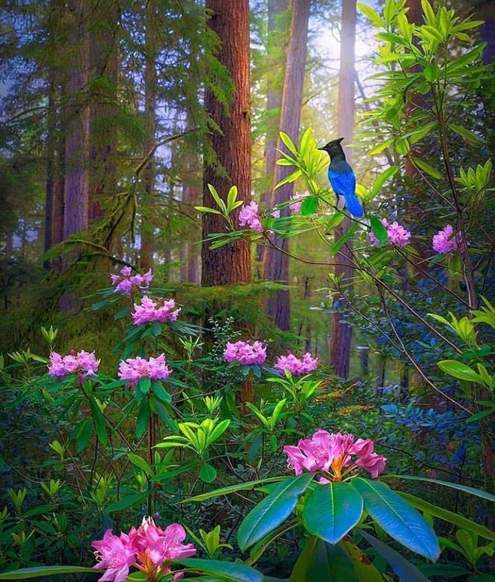 forest & bird 