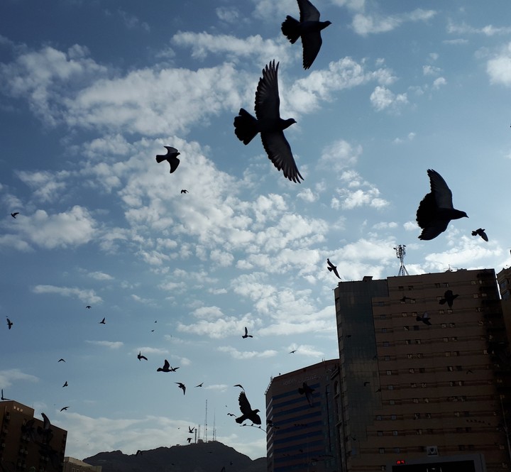 fly