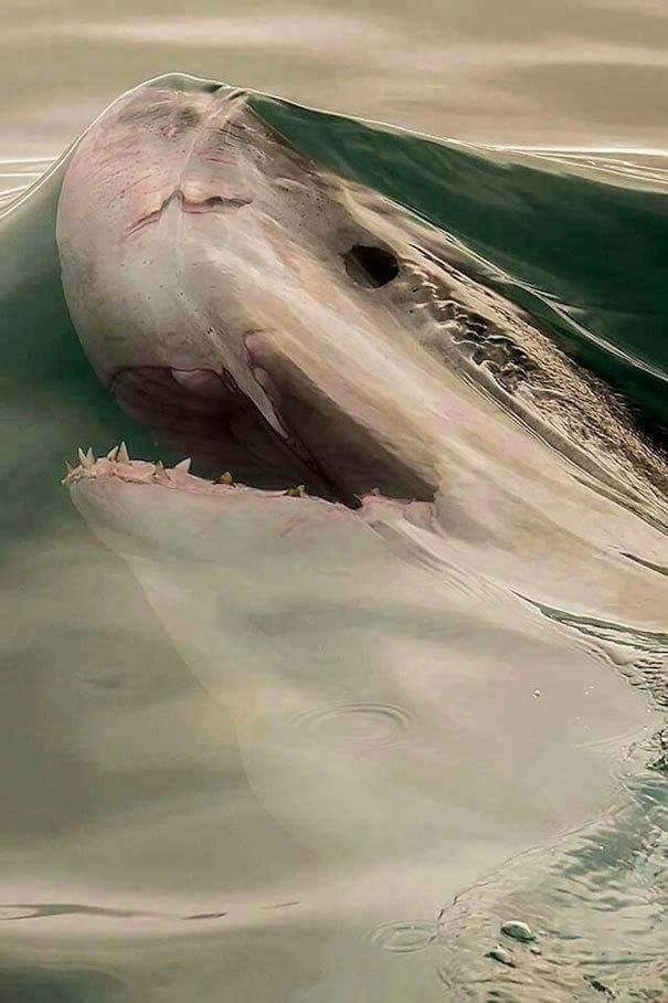 shark