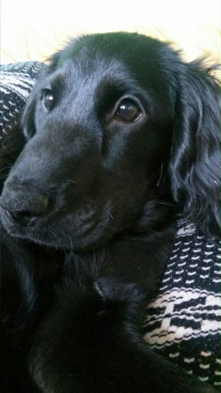 My cute dog