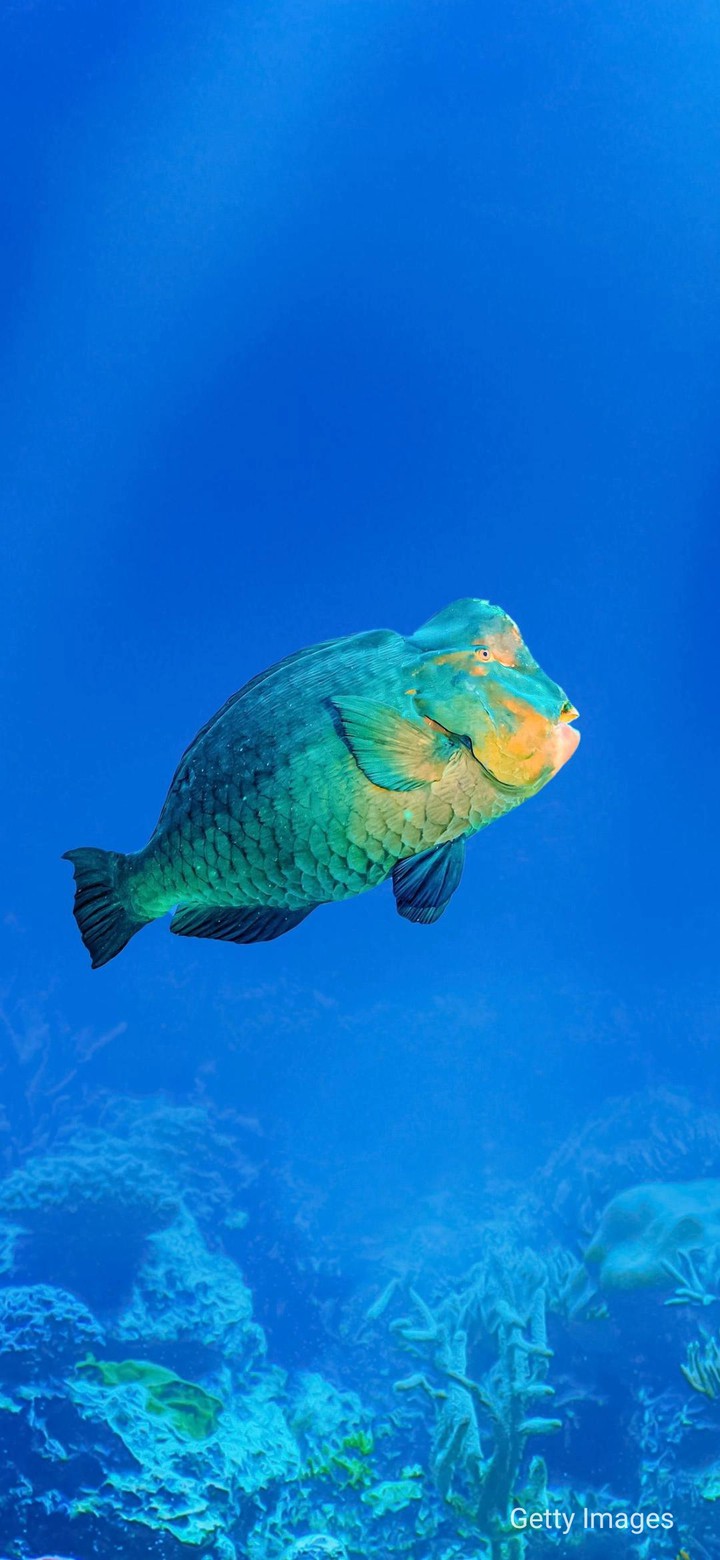 Fish