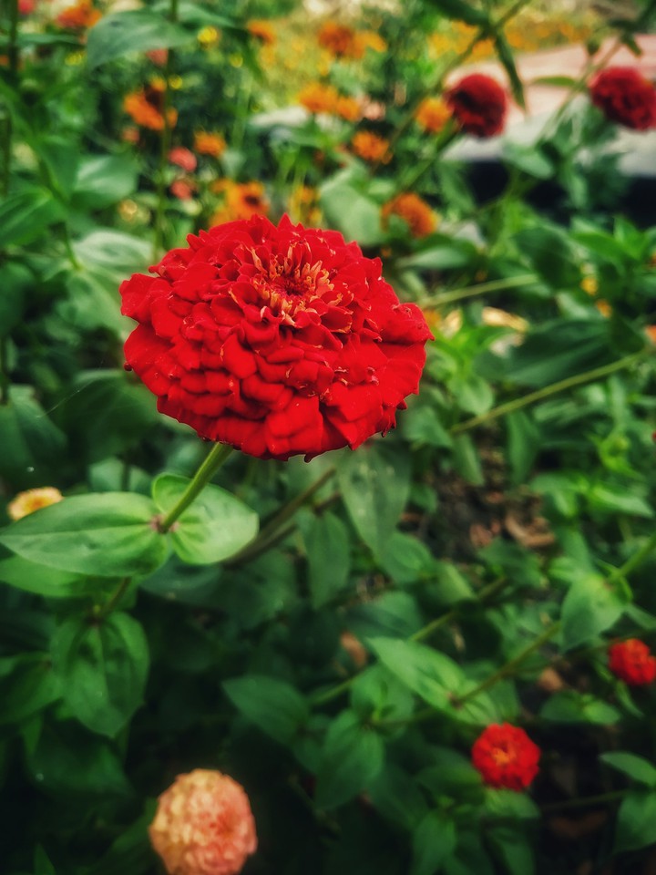 flower is my always favourite