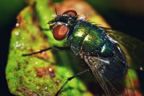 macro