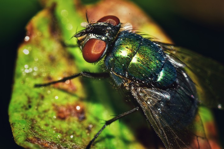 macro