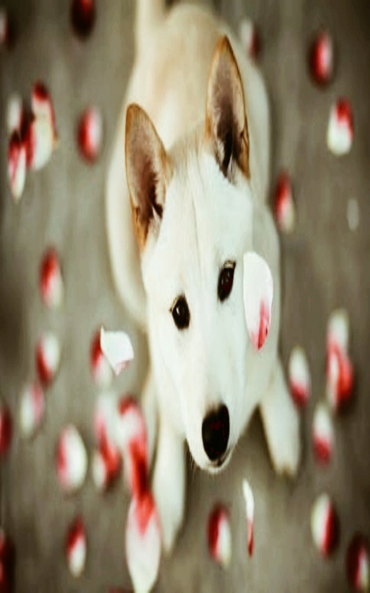 #animallove