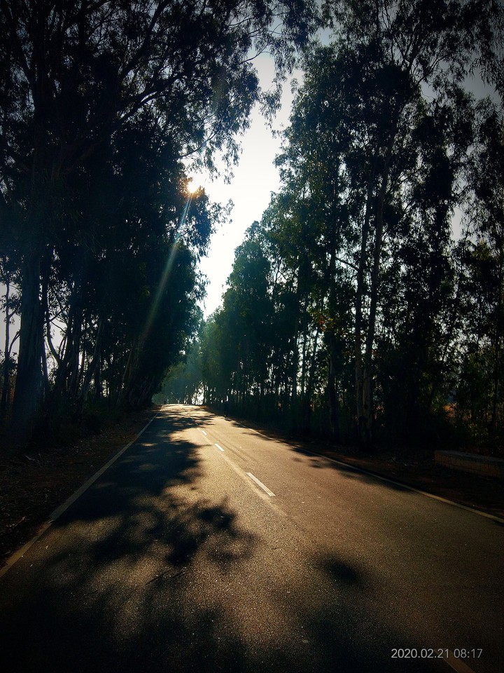 empty shadey road