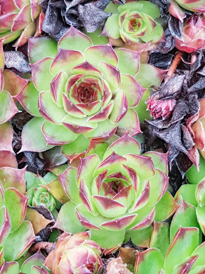 Kaktus Rose