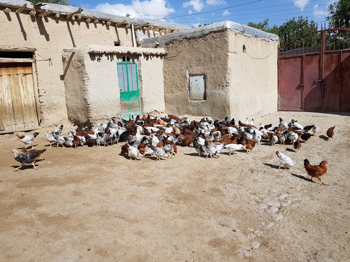 chiken