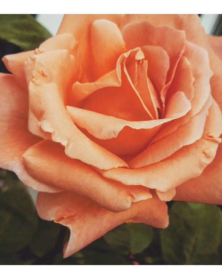 a pretty rose