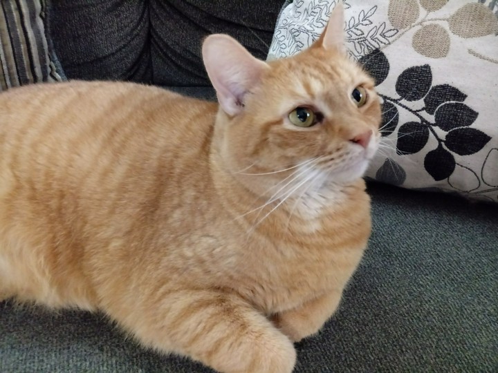 simba