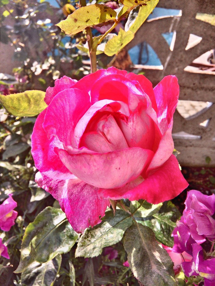 flower