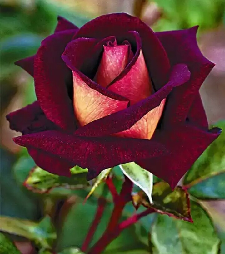 rosa