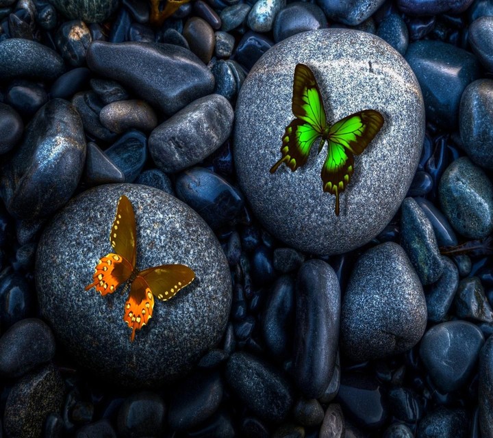 Butterflies ❤