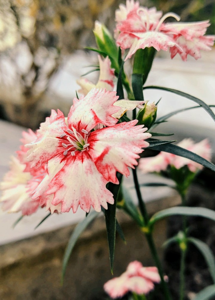 Red Flower
