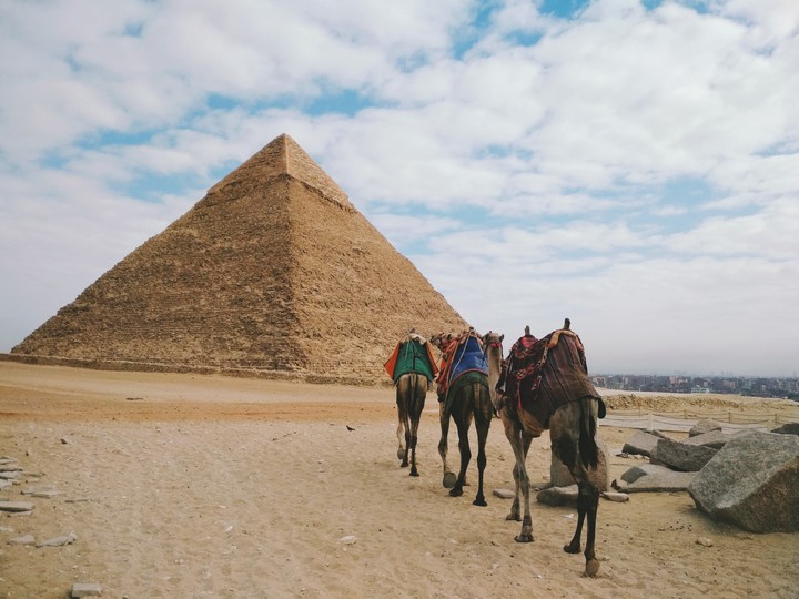 Camels In Giza